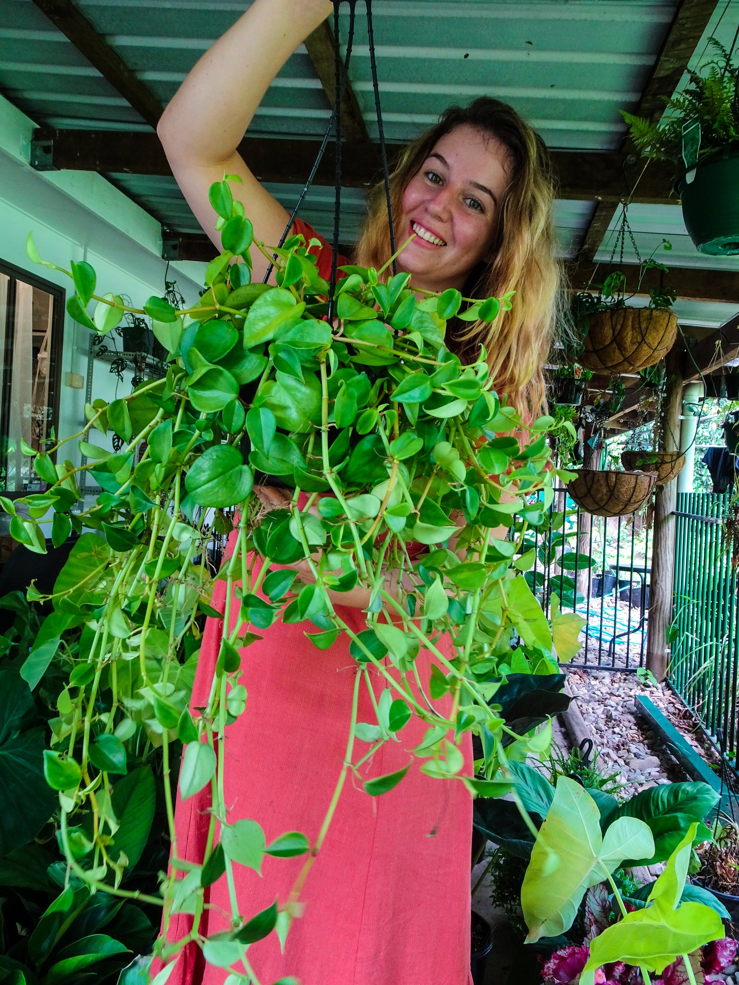 Peperomia Cupid