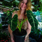 Alocasia Green Velvet