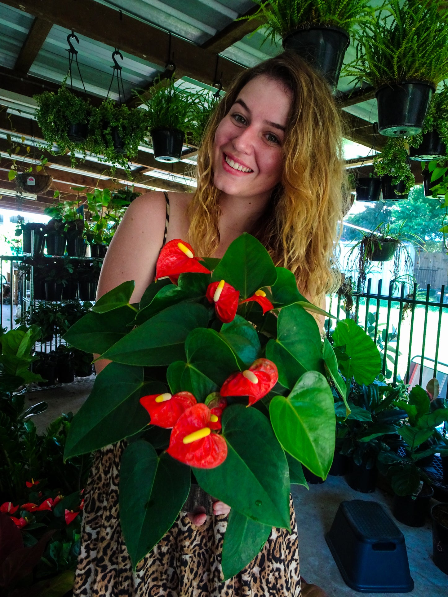 Anthurium Small Talk Red