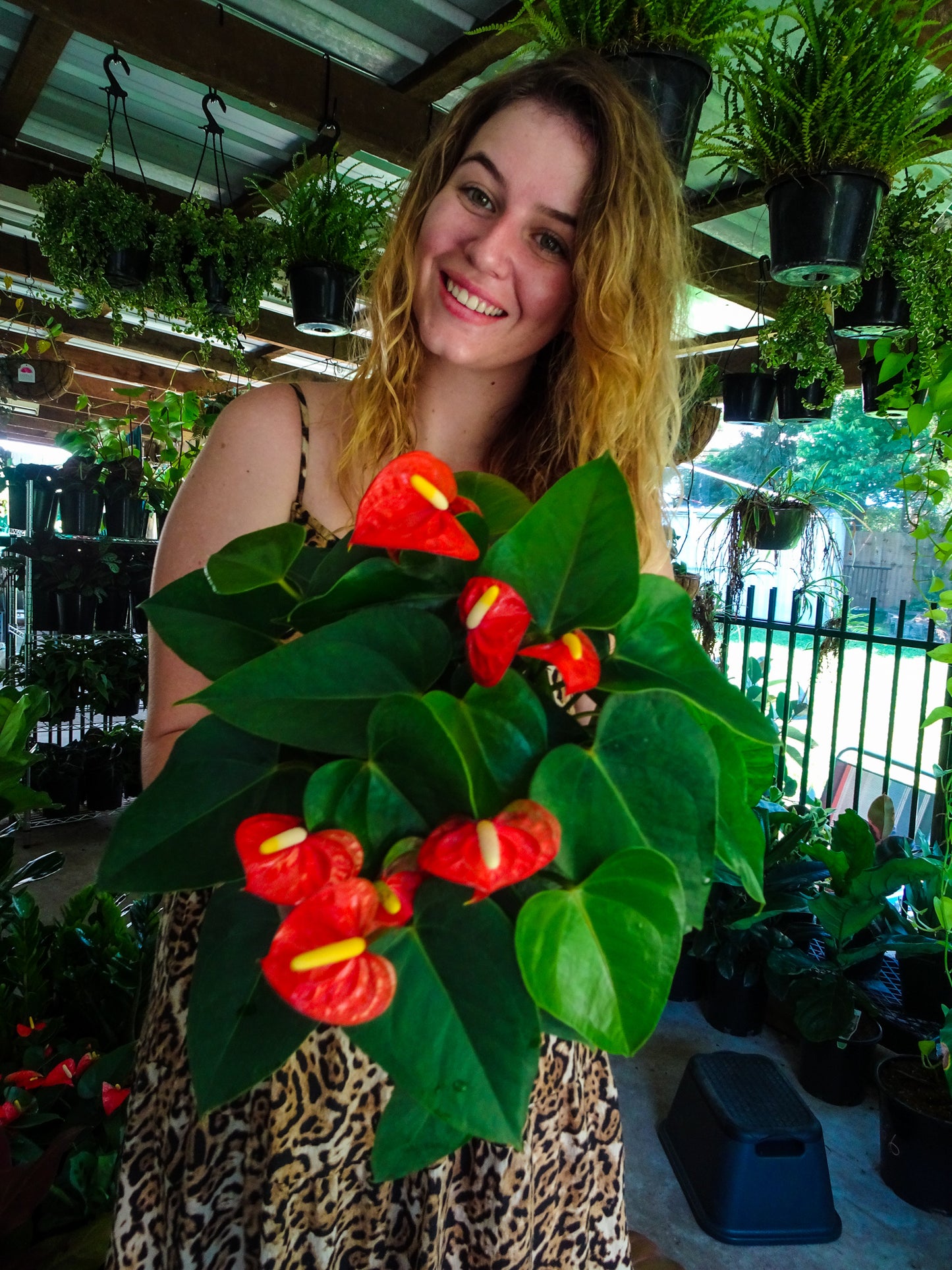 Anthurium Small Talk Red