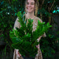 ZZ Plant