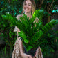 ZZ Plant