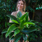Philodendron Apple Congo