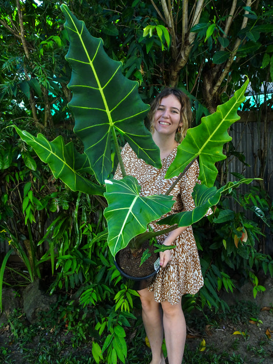 Alocasia Sarian