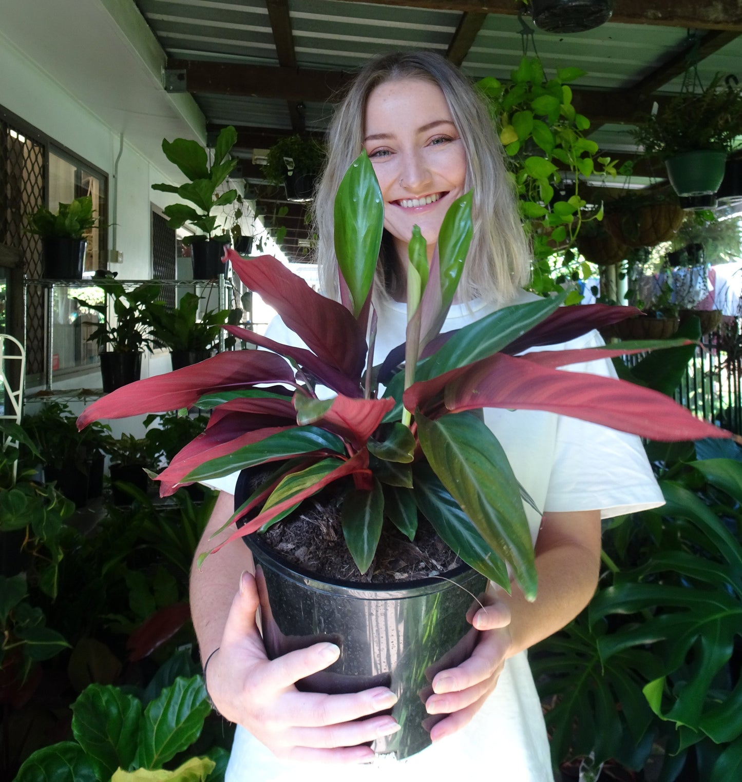 Stromanthe Sanguinea