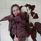 Begonia Edinborough