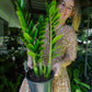 ZZ Plant