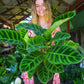 Calathea Zebrina