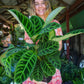 Calathea Zebrina