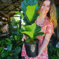 Fiddle Leaf Fig