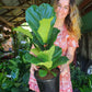 Fiddle Leaf Fig