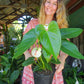 Anthurium White Dove