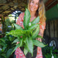 Dieffenbachia Tiki