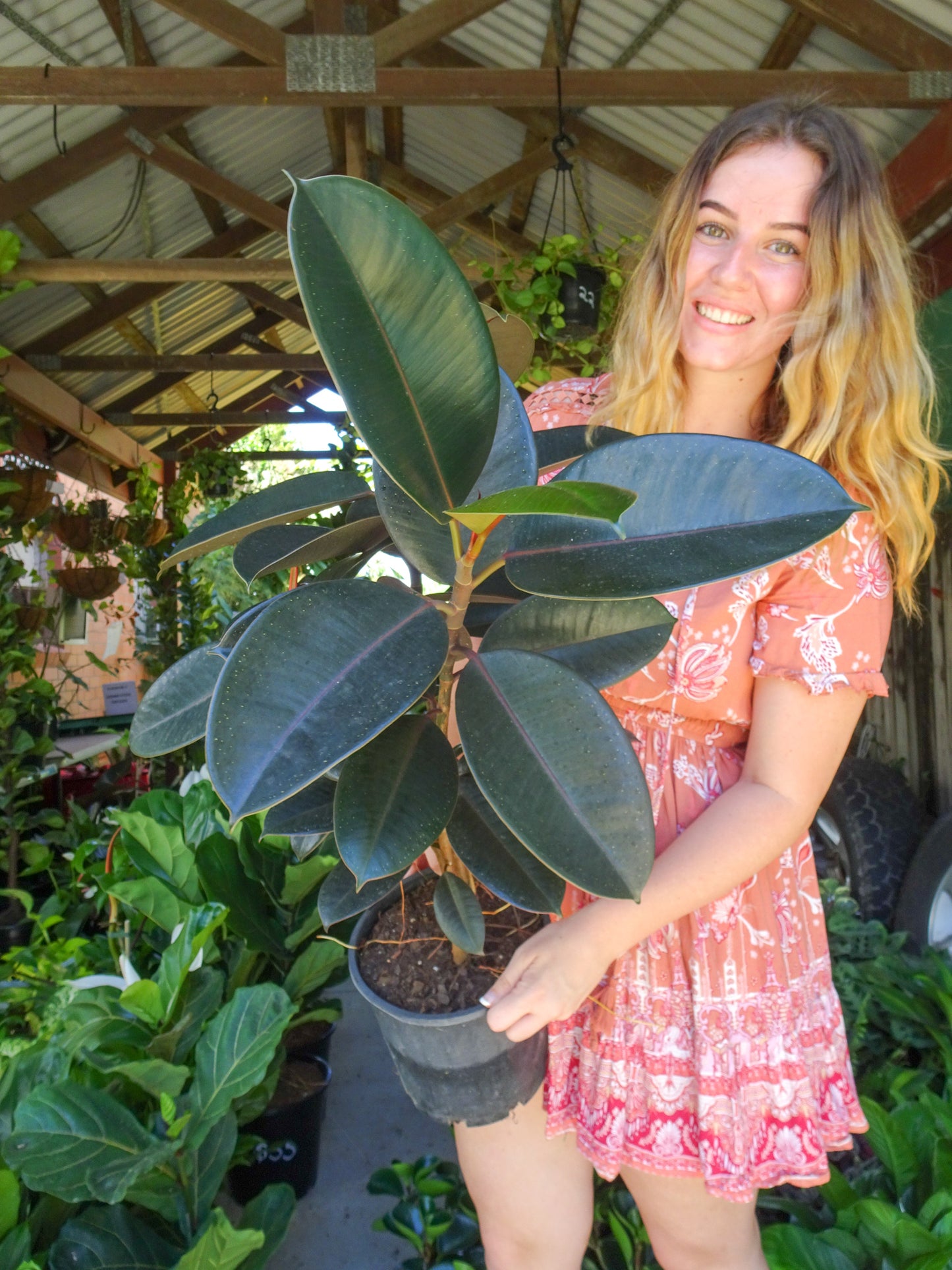 Burgundy Rubber Tree