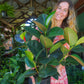 Ficus Decora (Rubber Tree)