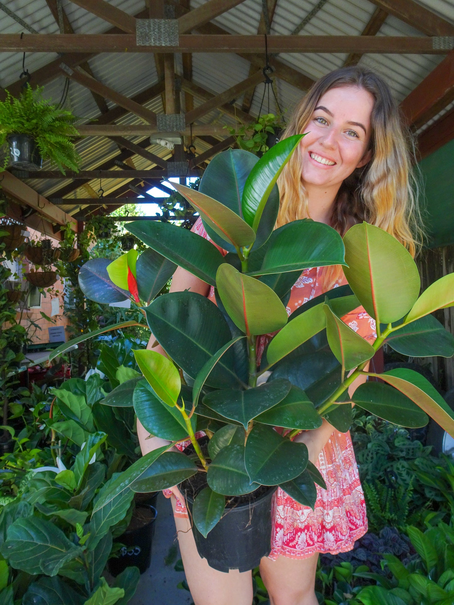 Ficus Decora (Rubber Tree)