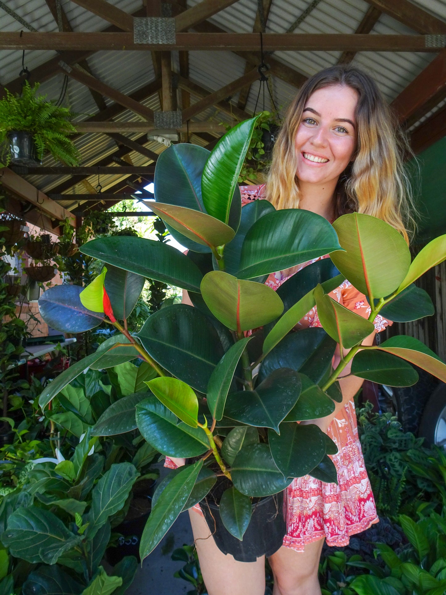 Ficus Decora (Rubber Tree)