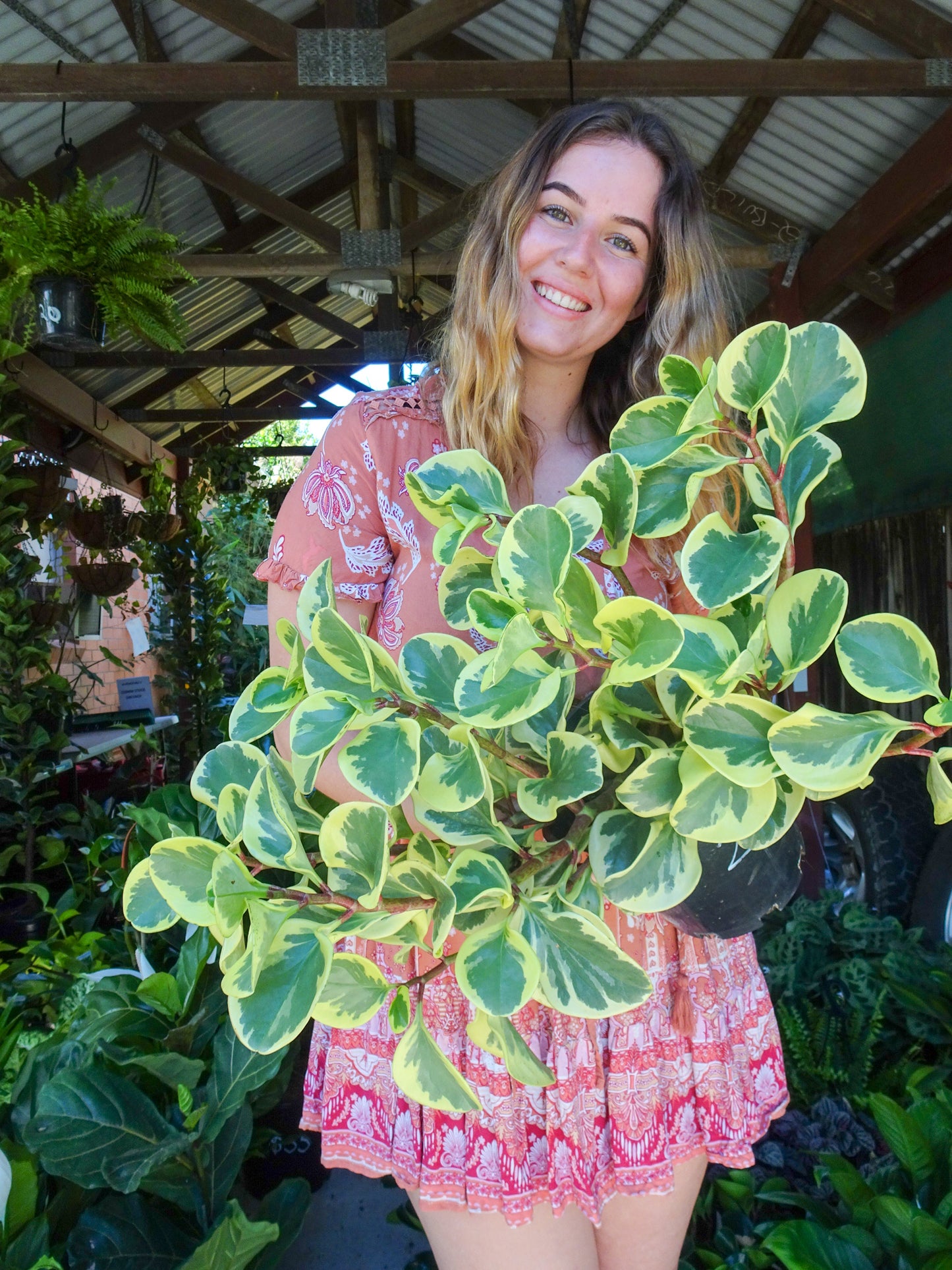 Peperomia Albo Marginata