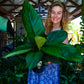 Spathiphyllum Sensation Peace Lily