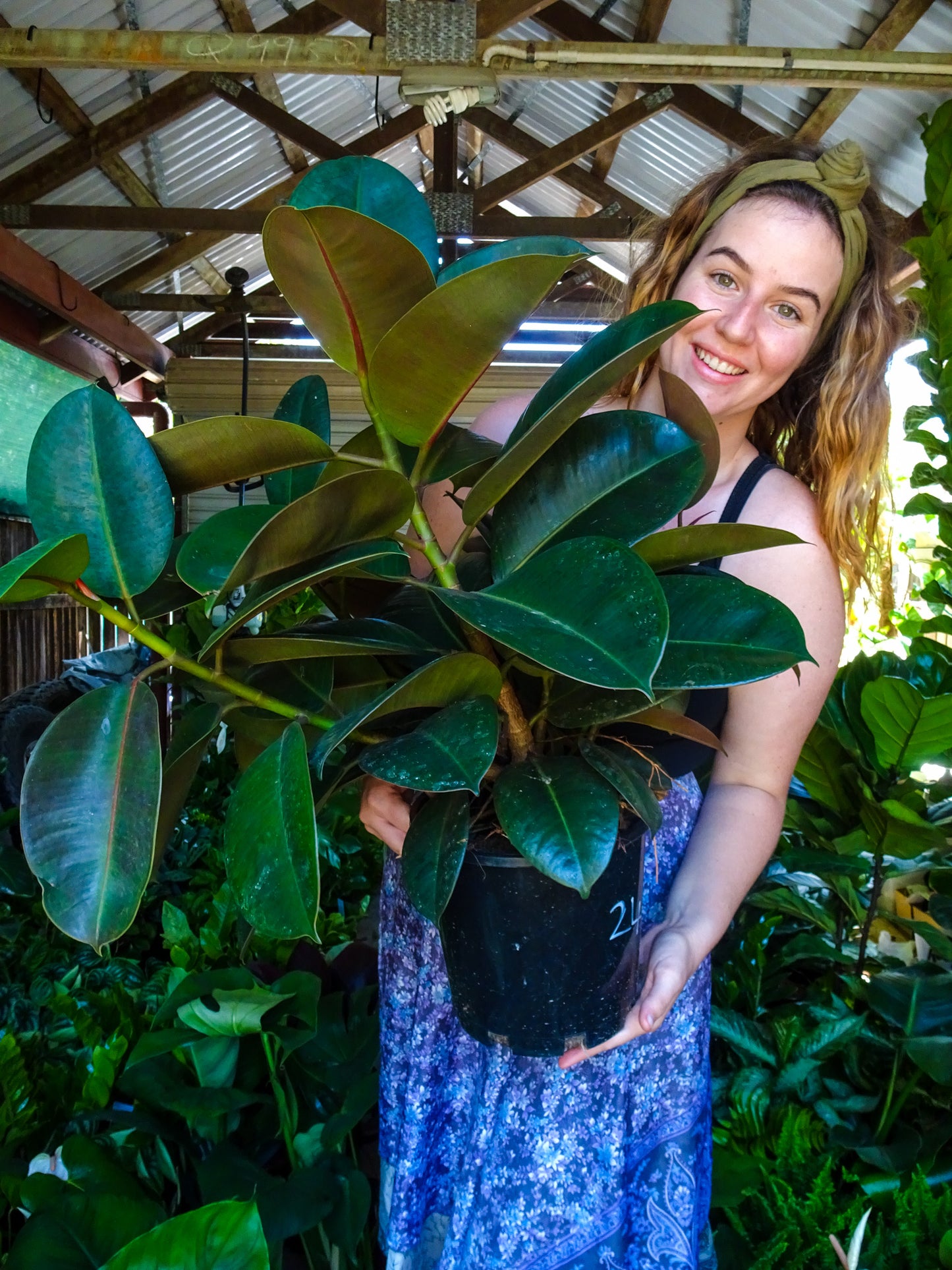 Ficus Decora (Rubber Tree)