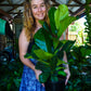 Fiddle Leaf Fig