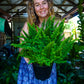 Fluffy Ruffles Fern