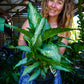 Dieffenbachia Tiki