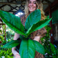 Spathiphyllum Sensation Peace Lily