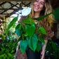 Anthurium White Dove