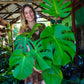 Monstera Deliciosa