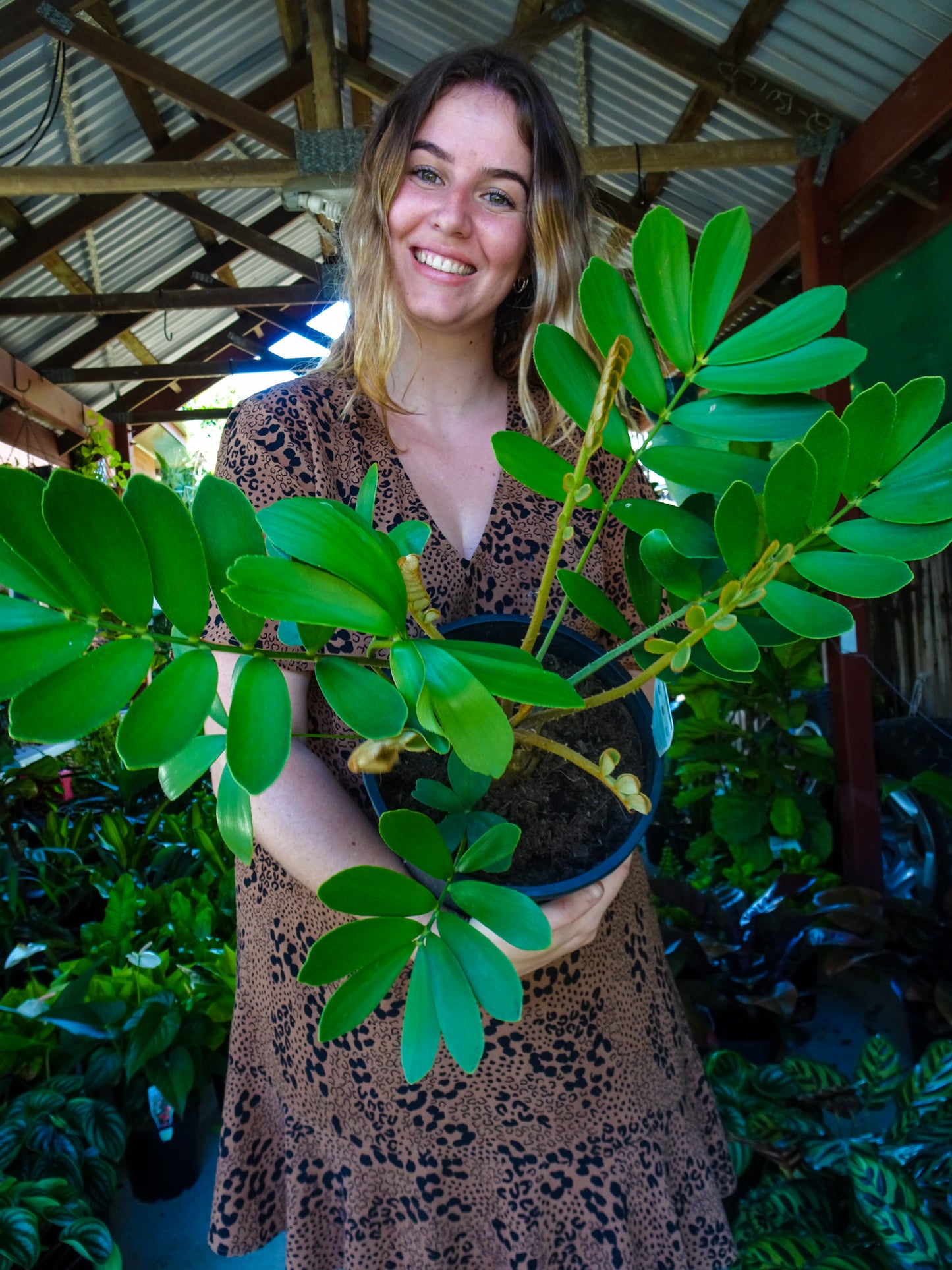 Cardboard Plant