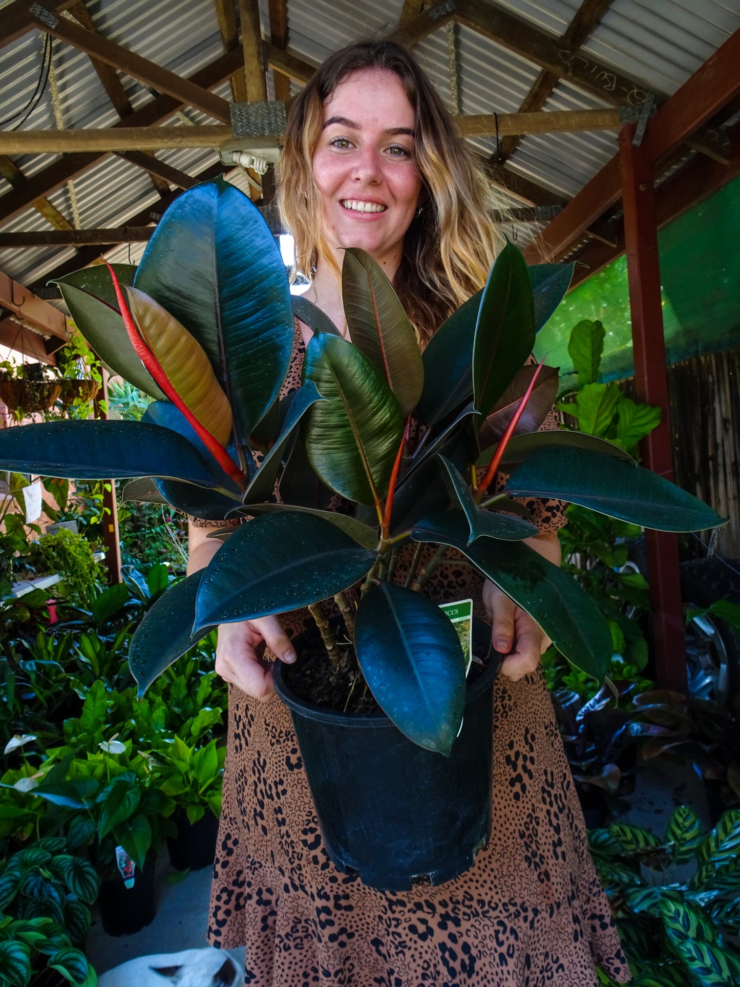 Burgundy Rubber Tree