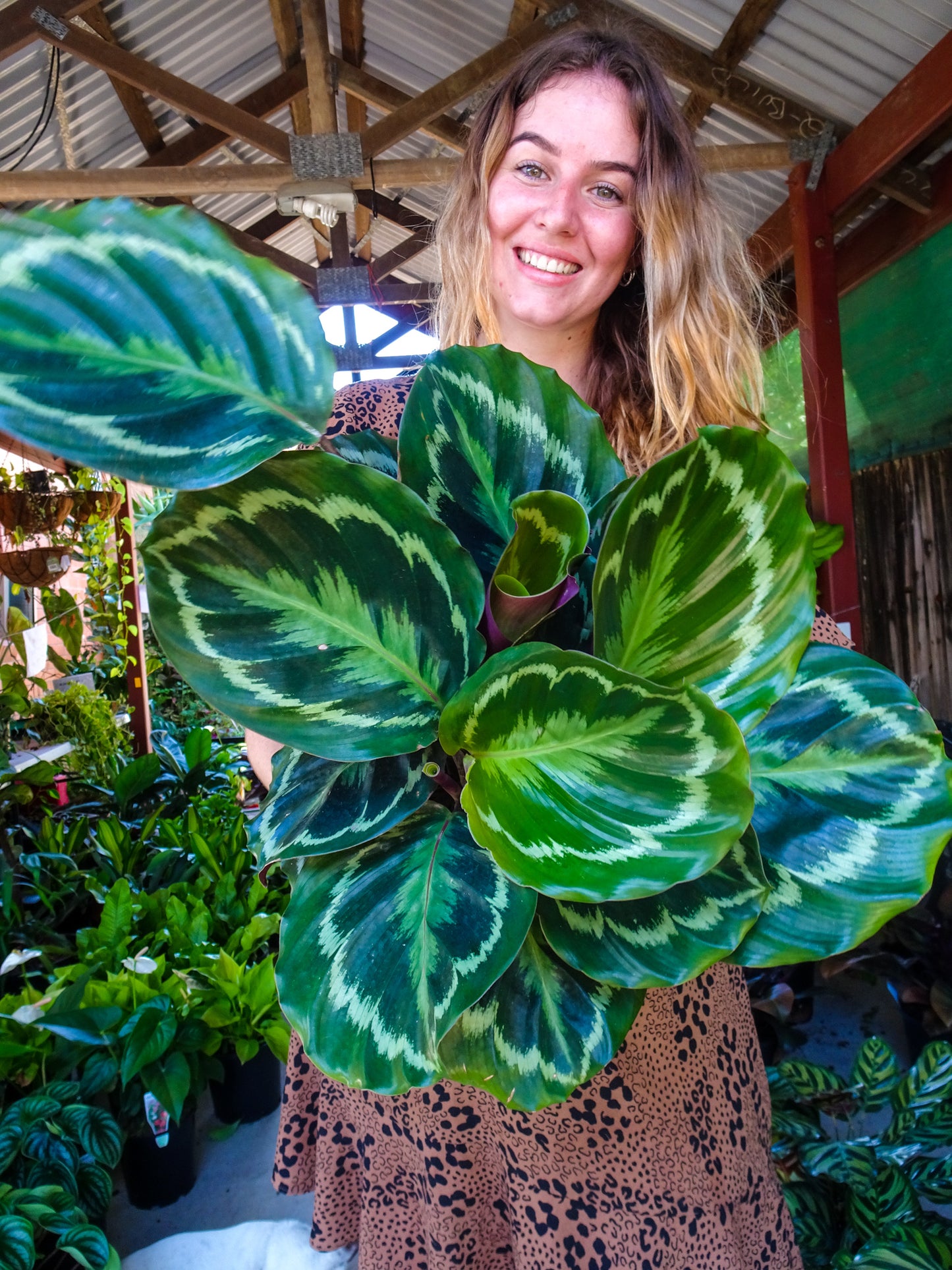 Calathea Medallion