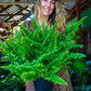 Fluffy Ruffles Fern