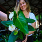 Anthurium White Dove