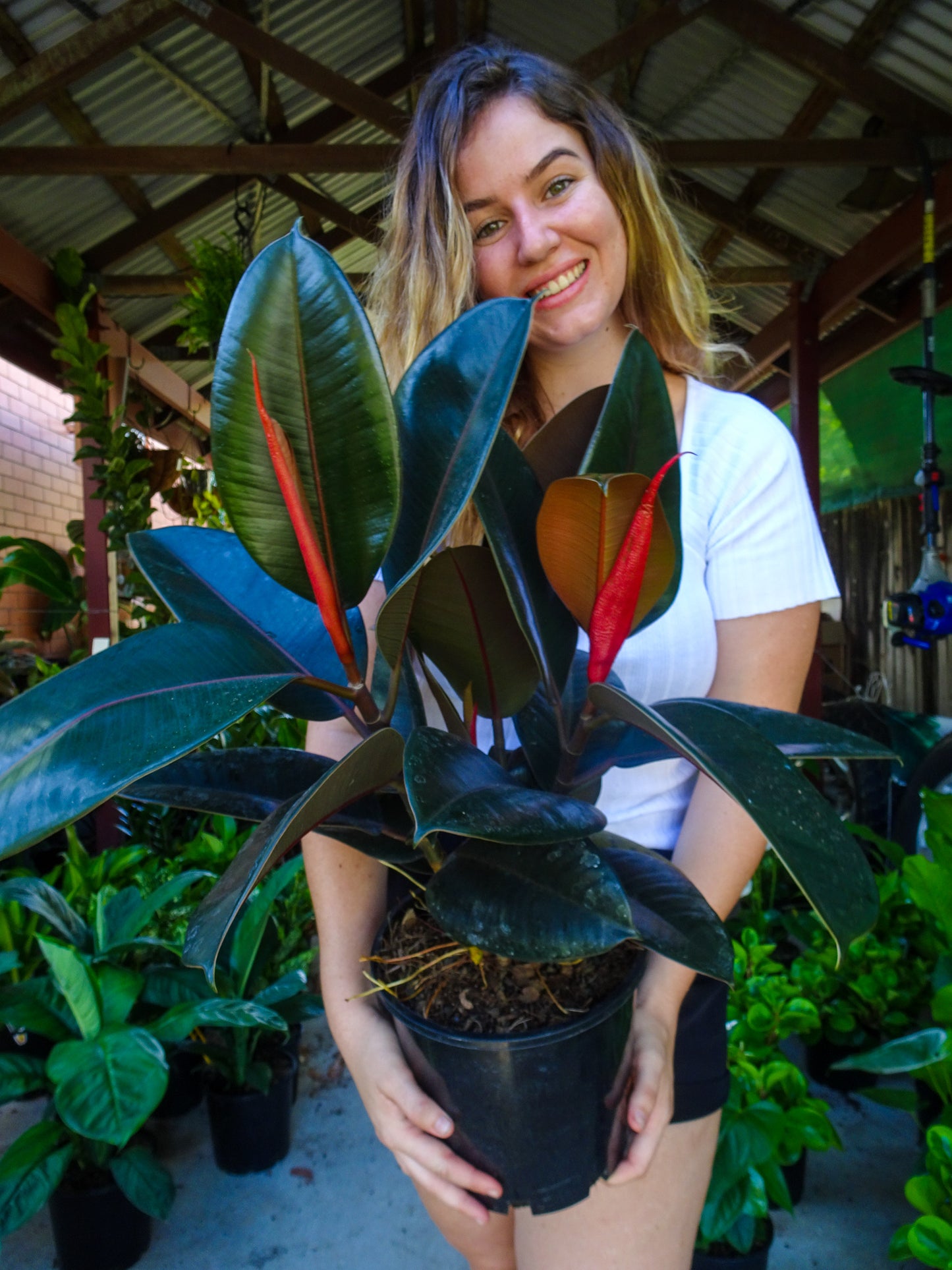 Burgundy Rubber Tree