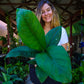 Spathiphyllum Sensation Peace Lily