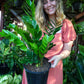 ZZ Plant