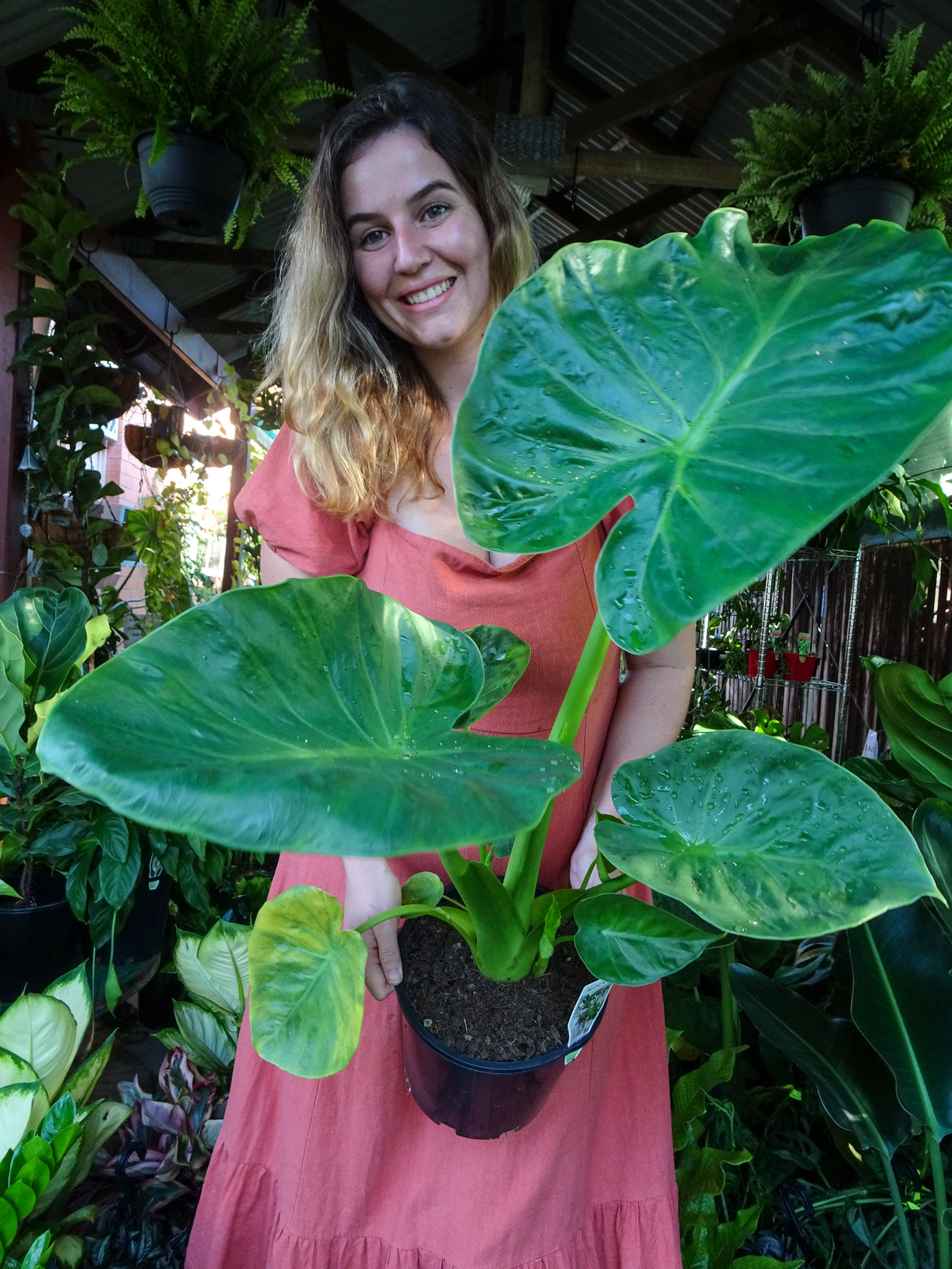 Alocasia Calidora Dwarf – The Jungle Plant Co