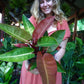 Philodendron Red Sun