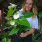 Anthurium White Dove