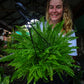 Boston Fern Hanging Plant