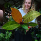 Philodendron Red Sun
