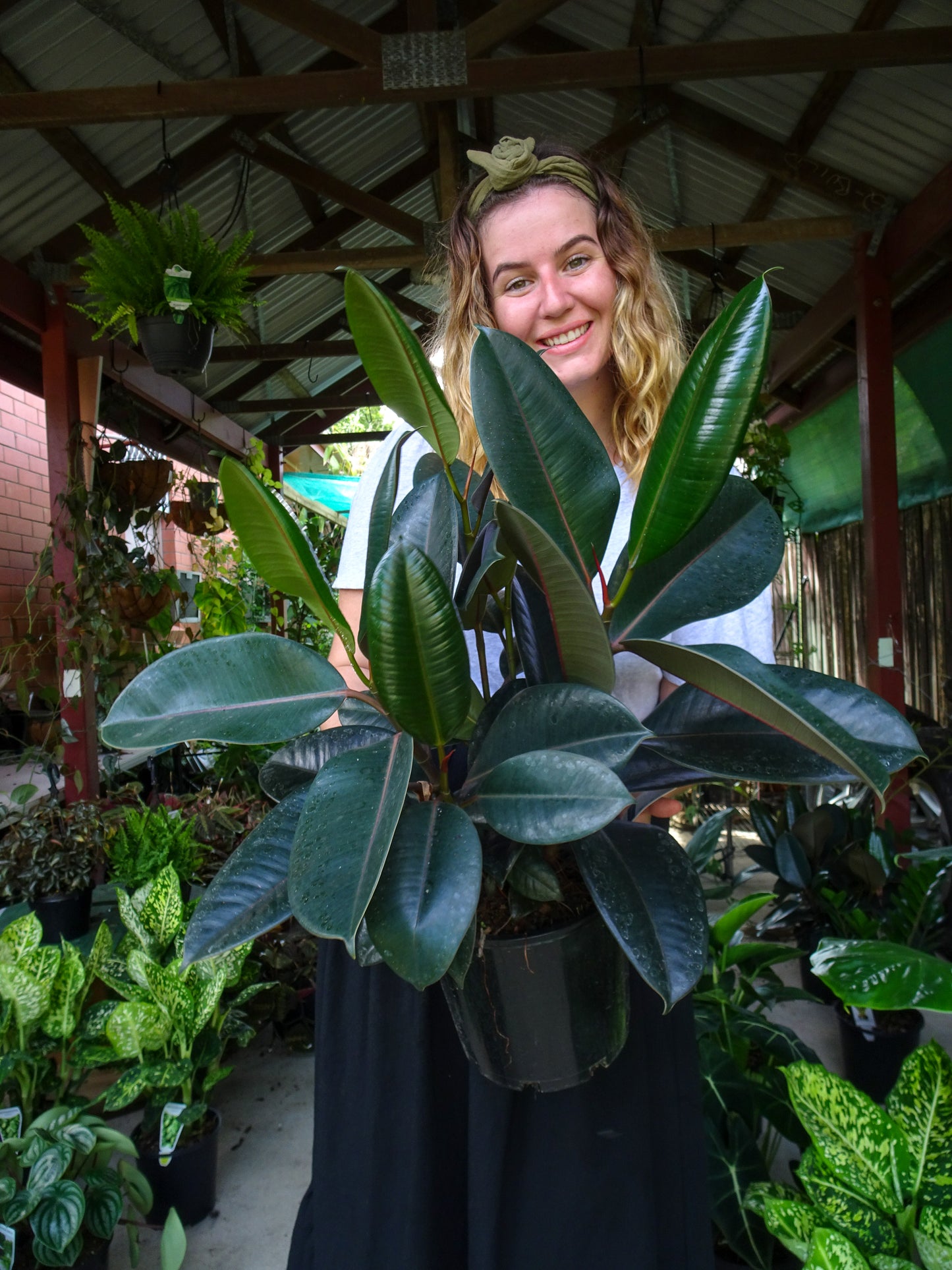 Burgundy Rubber Tree