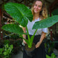 Alocasia Calidora