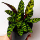 Calathea Rattlesnake