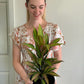 Cordyline Fruticosa Kiwi