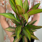 Cordyline Fruticosa Kiwi