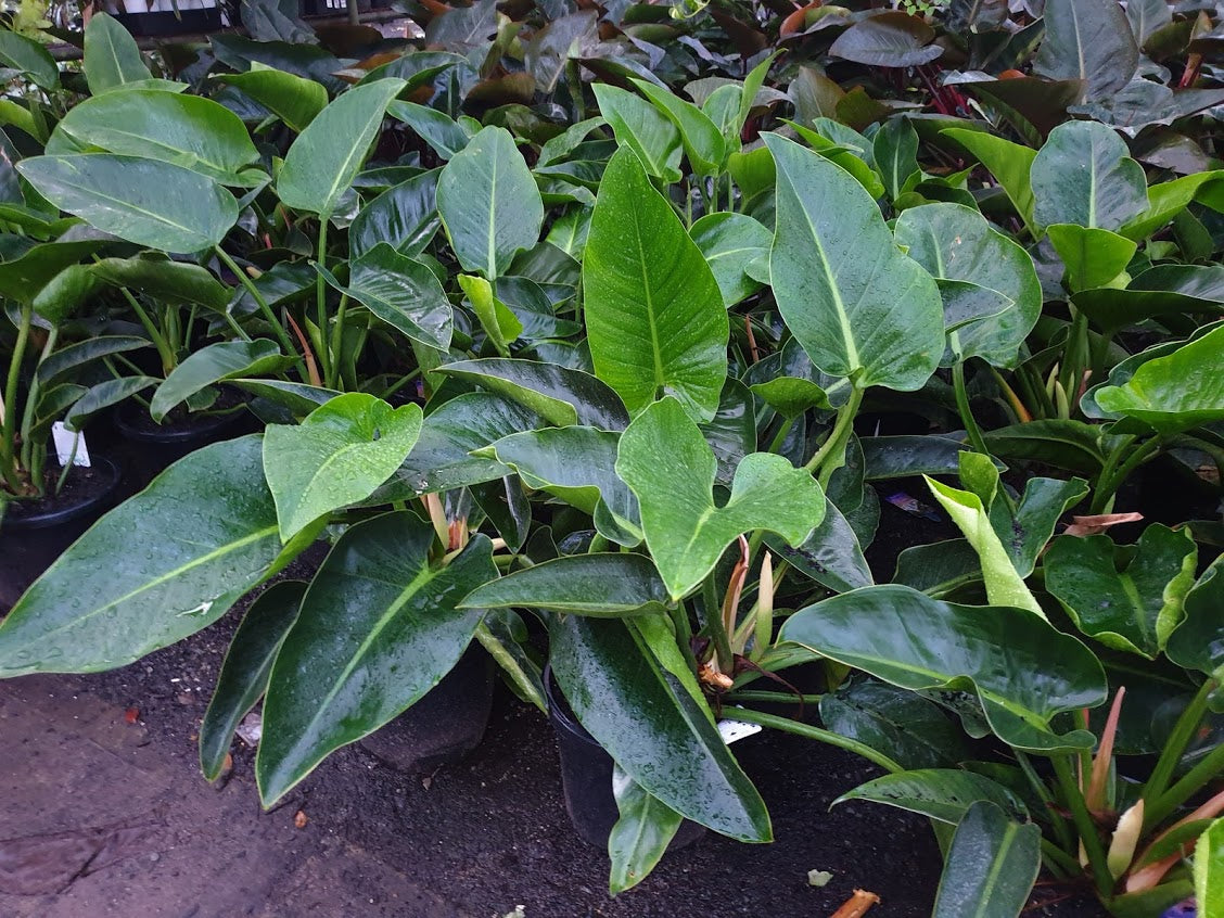 Philodendron Pink Princess (Greenform) 300mm