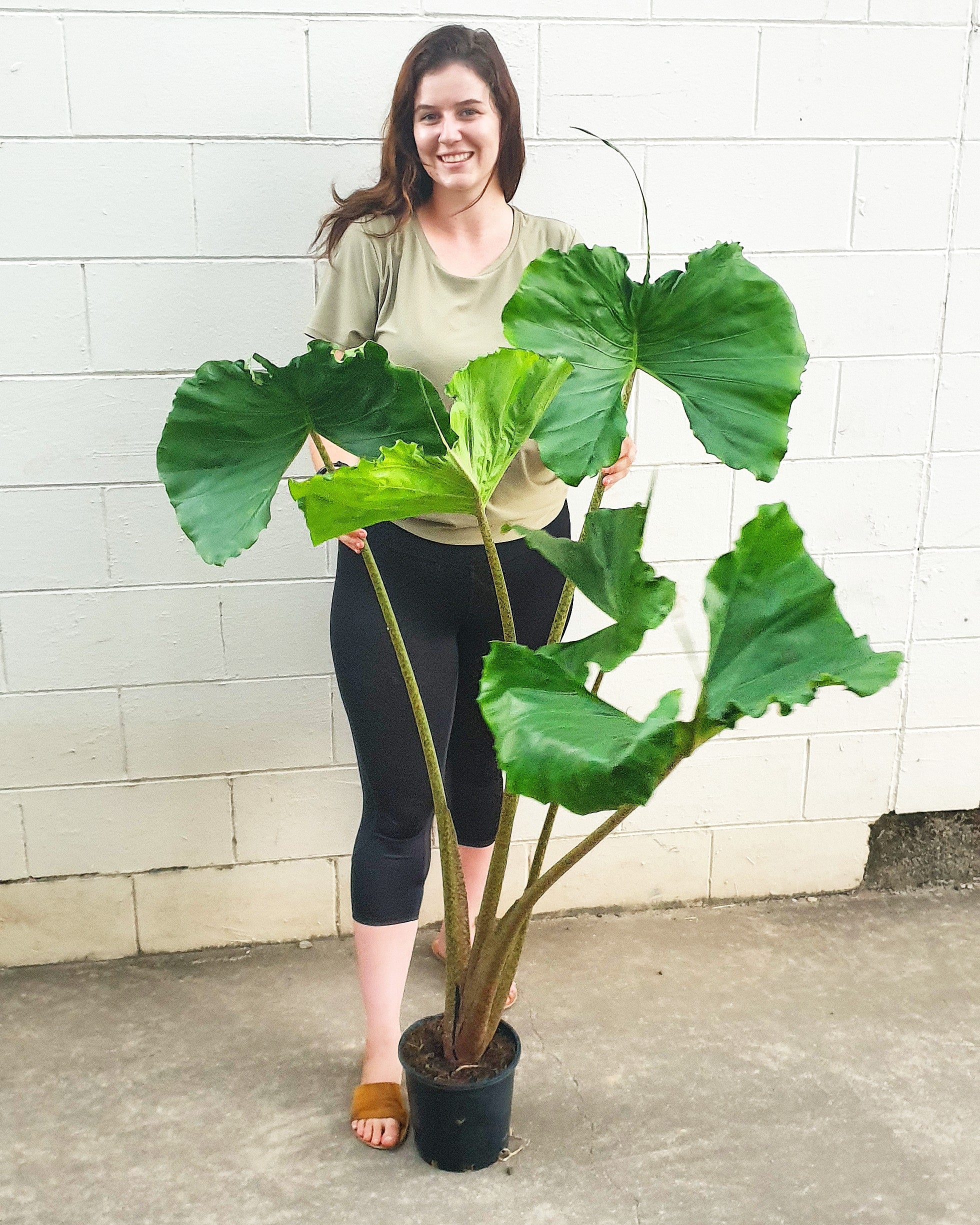 Alocasia Stingray -PICKUP ONLY – The Jungle Plant Co